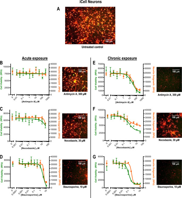 cell viability,dendriticcell method for simultaneously measuring neuronal cell viability and