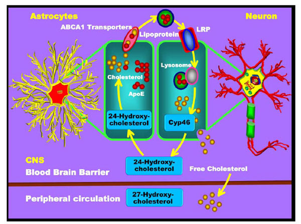 cardiovascular dementia - a different perspective