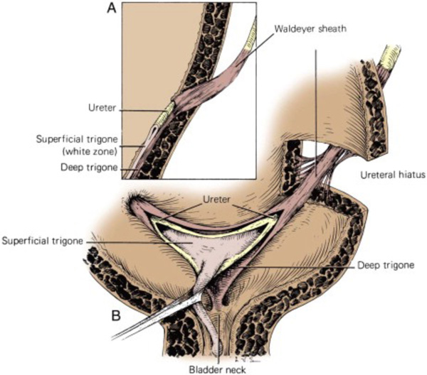 view the recognition and management of early psychosis a